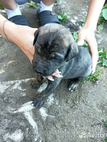 Щенят в добрые руки