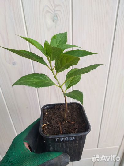 Гортензия граффити