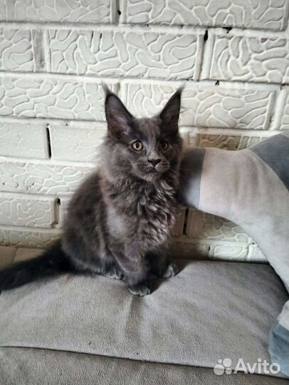 Симпатичные мейн-куны