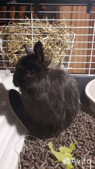 Декоративные кролики в добрые руки