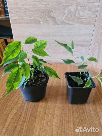 Фикус бенджамина