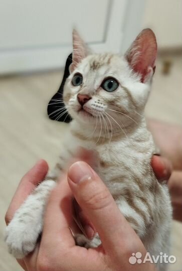 Бенгальские котята