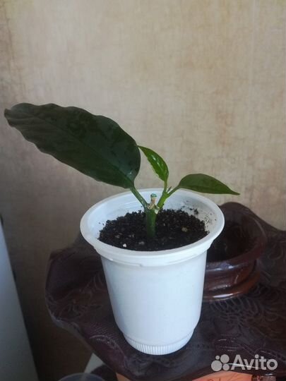 Hoya Buoti, Wayetii, и много других