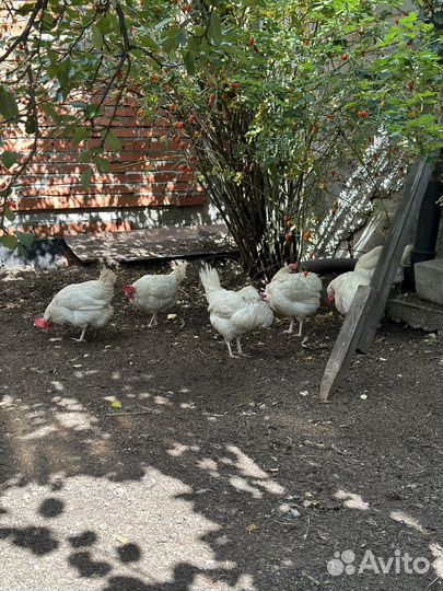 Куры молодки несушки 9-10 месяцев