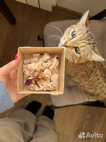 Кошка Люси