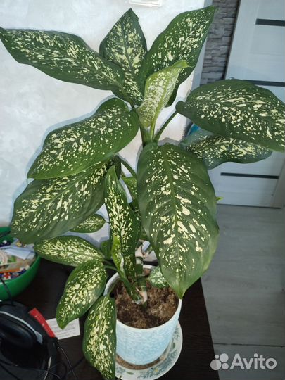 Комнатные цветы