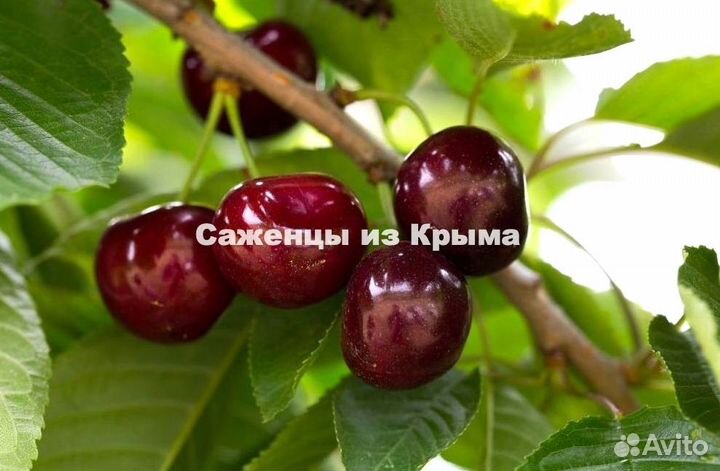 Саженцы Вишни Чернокорка