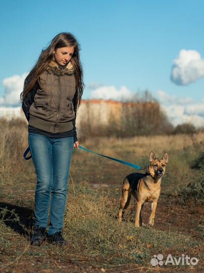 Собака в добрые руки