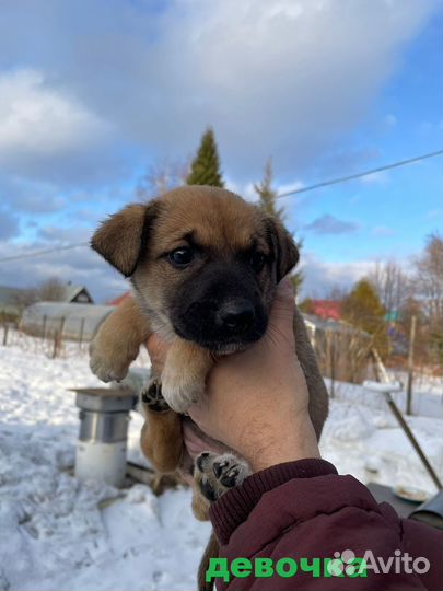 Щенки хотят домой