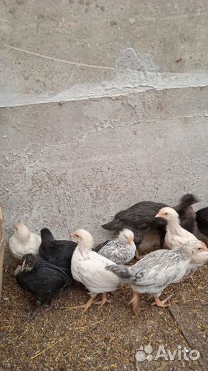 Цыплята несушки подрощенные