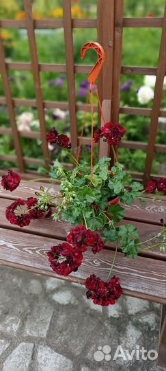 Герань пеларгония