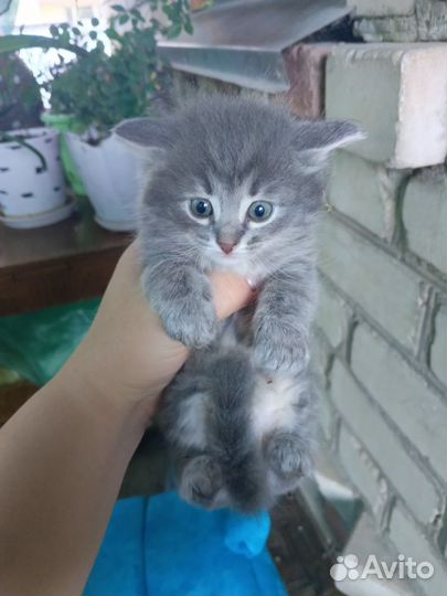 Отдам в добрые руки
