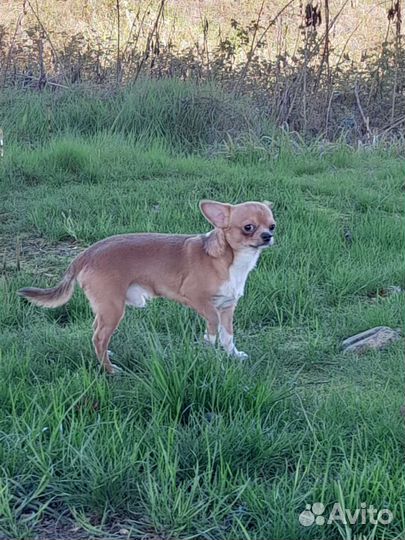 Собаки чихуахуа щенок