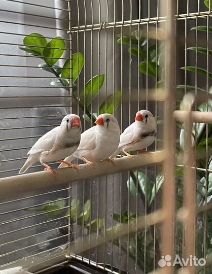 Зебровые амадины