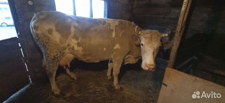Корова дойная