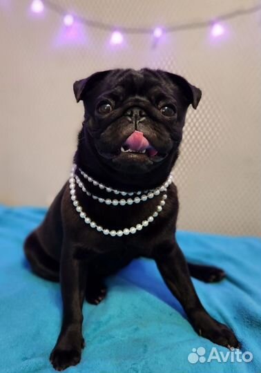 Щенки мопса