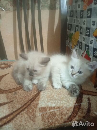 Котята в добрые руки бесплатно