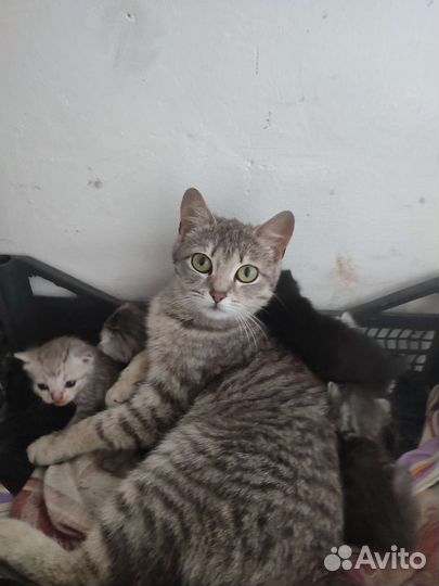Кошки в добрые руки бесплатно