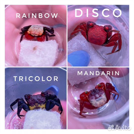 Краб Вампир (Самки в наличии) большая поставка