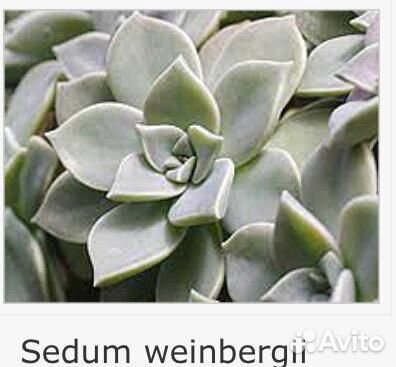 Суккуленты, кактусы, Алоэ, стапелия