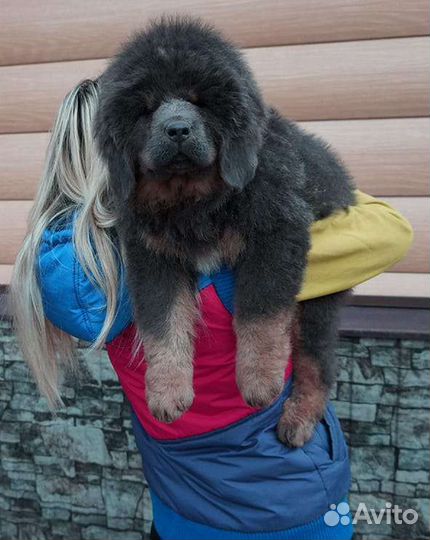 Тибетский мастиф китайских линий
