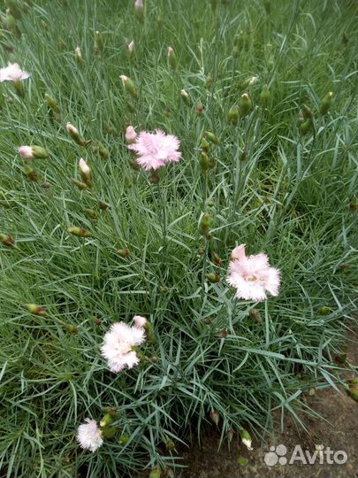 Гвоздика розовая махровая