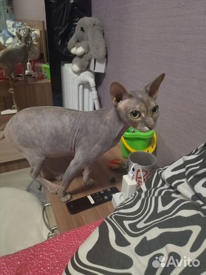 Канадский сфинкс