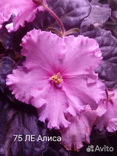 Продам сортовые фиалки