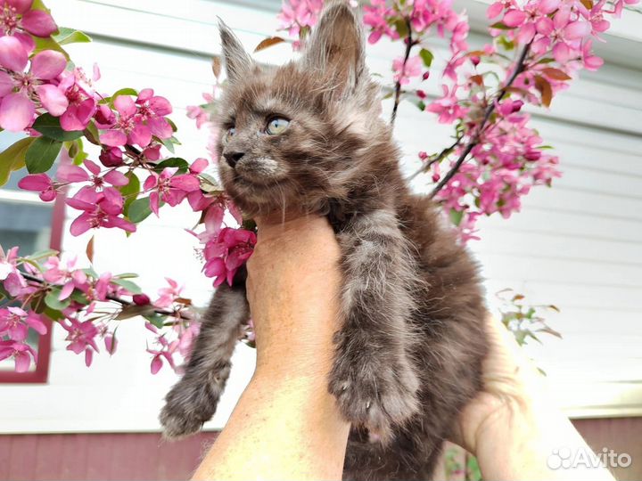 Мэйн кун котята