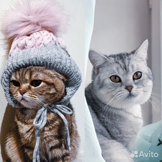 Шотландские котята