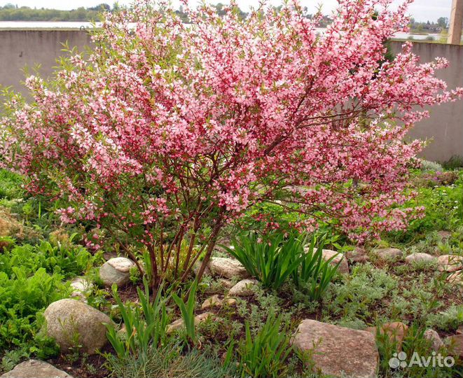 Саженцы цветов и других растений