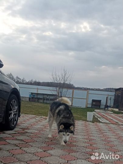 Пристраивается Сибирский хаски кобель около 6 лет