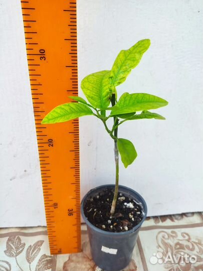 Цитрусовые растения