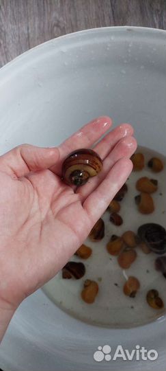 Улитки аквариумные ампулярии или на мирных рыб