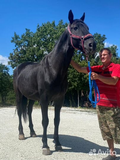 Лошади продам