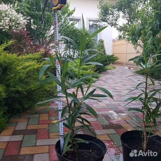 Олеандр махровый