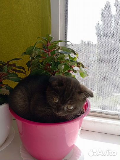 Шотландские котята