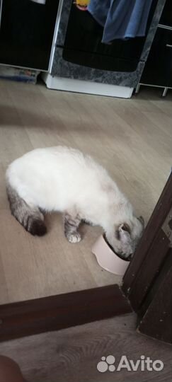 Кошка отдам в добрые руки