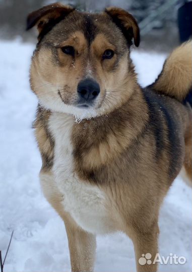 Собака «Тася»