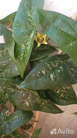 Пассифлора