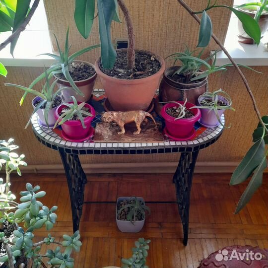 Оранжерея алоэ древовидного