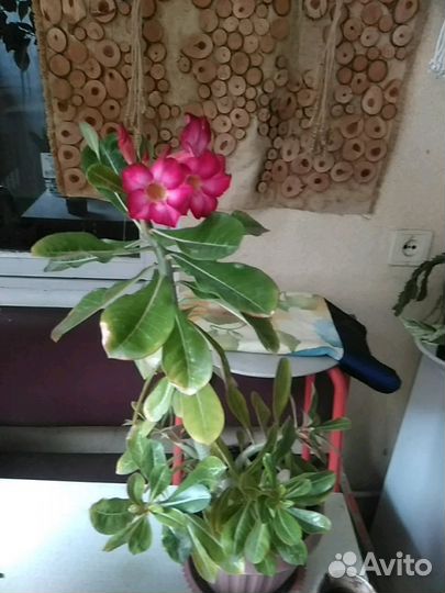 Японский ландыш - офиопогон