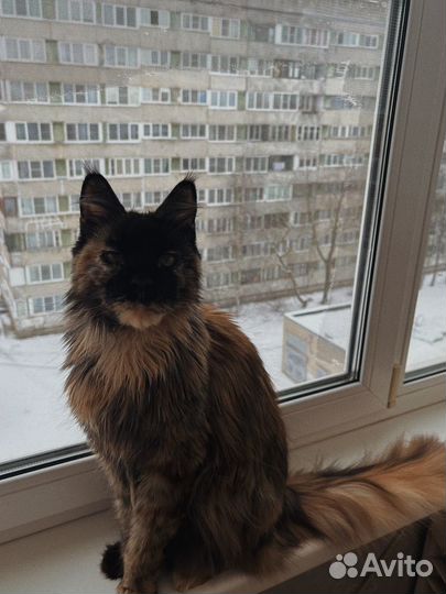 Отдам кошку в добрые руки