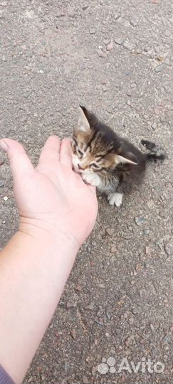 Кошки в добрые руки