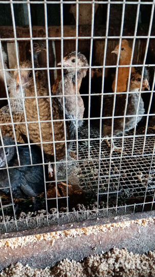 Домашняя птица