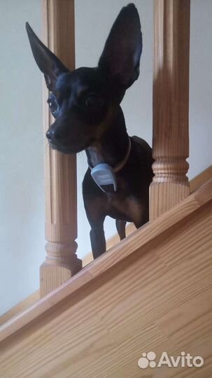 Вязка Русский той-терьер