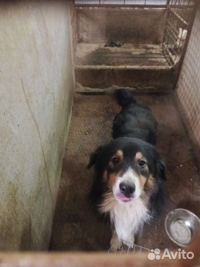 Собаки из отлова