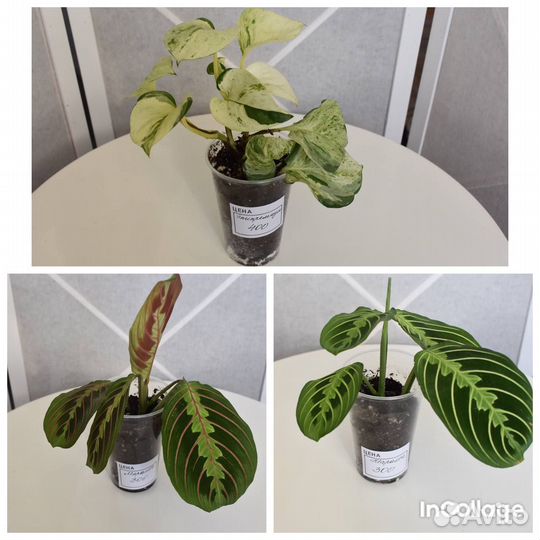 Комнатные растения цветы