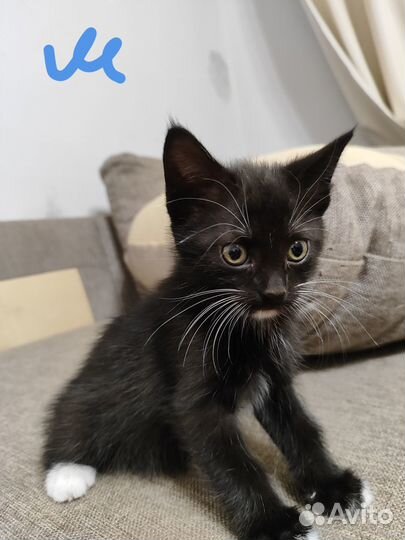 Отдам котят