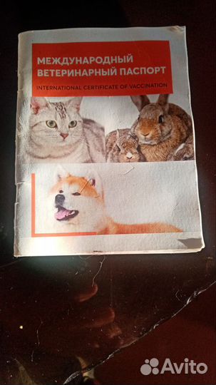 Кошечка мейн-кун в добрые руки